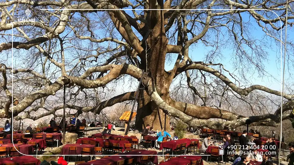 Historical Inkaya Plane Tree