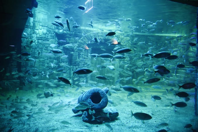 viasea aquarium istanbul