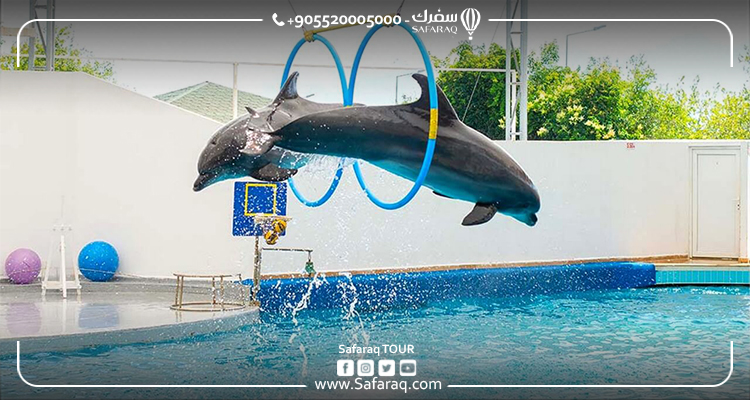 Dolphin Show in Antalya