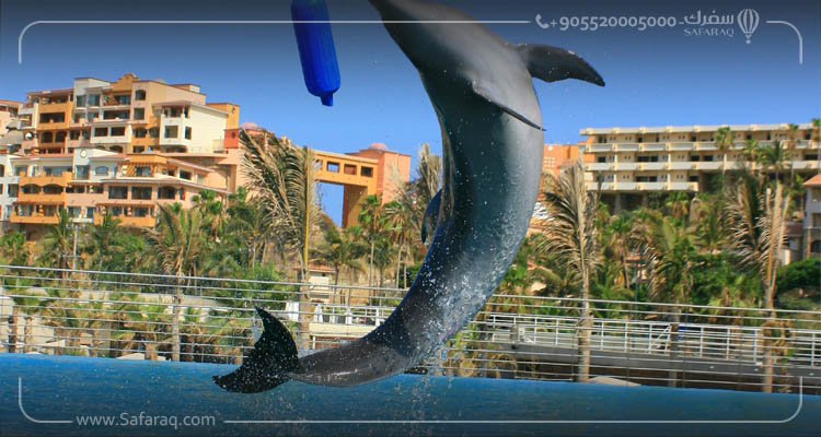 عرض الدلافين في انطاليا